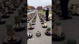 😹 Armée de Chats sur Roombas : Le Général Salue la Brigade !