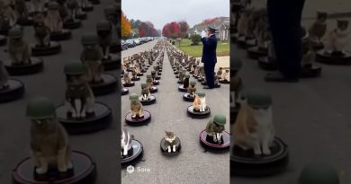 😹 Armée de Chats sur Roombas : Le Général Salue la Brigade !