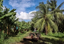 Aux Antilles, la filière banane tente de tourner la page du chlordécone