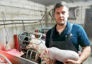 Avec le prix du porc qui baisse « des élevages sont déjà en difficulté » : ce jeune agriculteur breton en appelle à l’unité