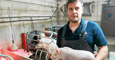 Avec le prix du porc qui baisse « des élevages sont déjà en difficulté » : ce jeune agriculteur breton en appelle à l’unité