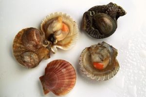 Bactérie E. coli : au Pouliguen, la pêche de moules, huîtres et pétoncles interdite