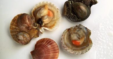 Bactérie E. coli : au Pouliguen, la pêche de moules, huîtres et pétoncles interdite