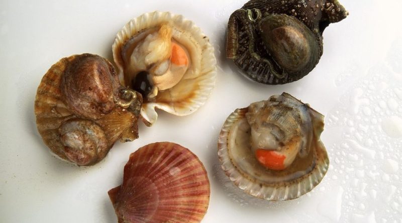 Bactérie E. coli : au Pouliguen, la pêche de moules, huîtres et pétoncles interdite