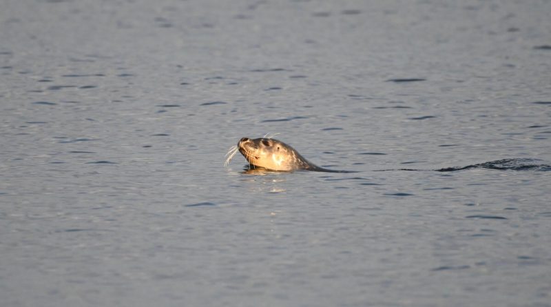 Baleines en direct : observations fascinantes sous les flocons