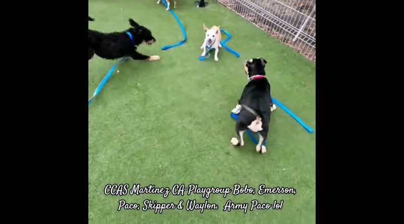 CCAS Martinez : Bobo, Emerson, Paco, Skipper et Waylon en action