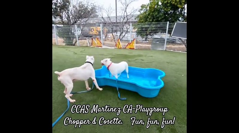 CCAS Martinez CA : Chopper & Cosette, un moment de plaisir !