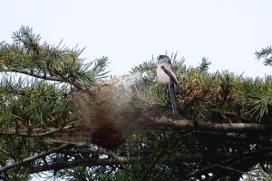 Ce village français résiste encore et toujours à cet envahisseur qui détruit ses forêts avec une méthode innovante qui réduit de 70 % les arbres infestés
