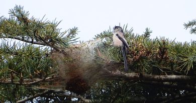 Ce village français résiste encore et toujours à cet envahisseur qui détruit ses forêts avec une méthode innovante qui réduit de 70 % les arbres infestés