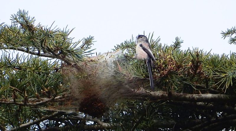 Ce village français résiste encore et toujours à cet envahisseur qui détruit ses forêts avec une méthode innovante qui réduit de 70 % les arbres infestés