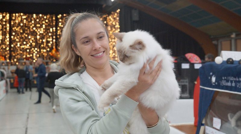 Ces Millavois qui gagnent : Jade Vadot, éleveuse passionnée de chats Sacré de Birmanie