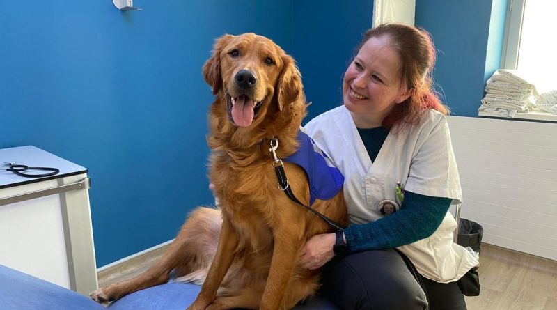 "C'est de la magie", Vox la nouvelle recrue du CHU de Dijon fait des miracles auprès des enfants victimes de violences - ICI