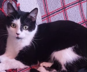 « Chaque heure compte », le chat Galaxie a disparu du balcon de sa propriétaire à Gournay-en-Bray