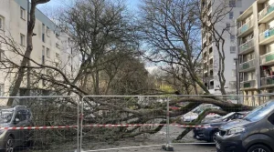 Chute impressionnante d’un arbre de plus de cinq mètres dans ce quartier de Rennes