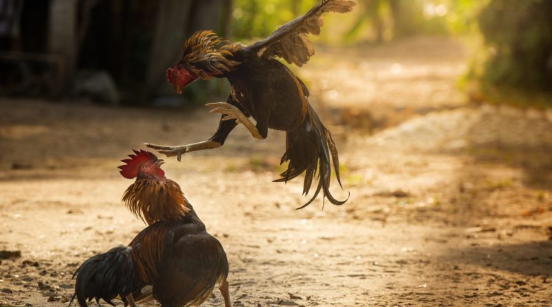 Combats de coqs à Norrent-Fontes : la justice condamne l'exploitant et invalide l'argument traditionnel