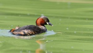 illustration agrandir l