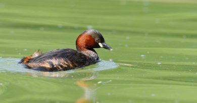 illustration agrandir l