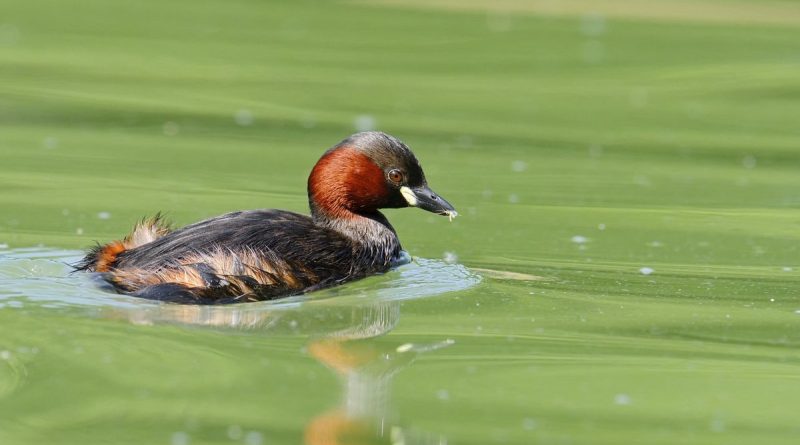 illustration agrandir l