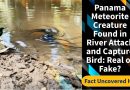 Créature de météorite au Panama : attaque d'un oiseau, vrai ou faux ?