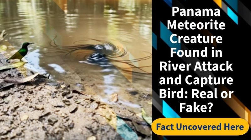 Créature de météorite au Panama : attaque d'un oiseau, vrai ou faux ?