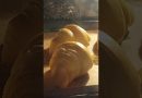 Croissants maison au beurre : tourage simplifié !