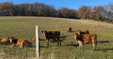 DNC bovine : la fièvre monte, la vaccination s'étend à tous les cheptels de l'Aude - L'Echo du Languedoc