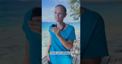 Dauphins de Rangiroa : un exemple d'observation éthique