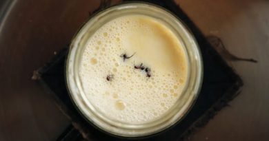 Découvrez nos histoires culinaires préférées de 2025.