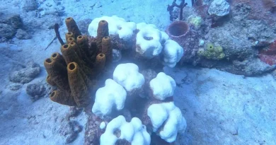 Déclin alarmant des récifs coralliens des Caraïbes selon un rapport scientifique