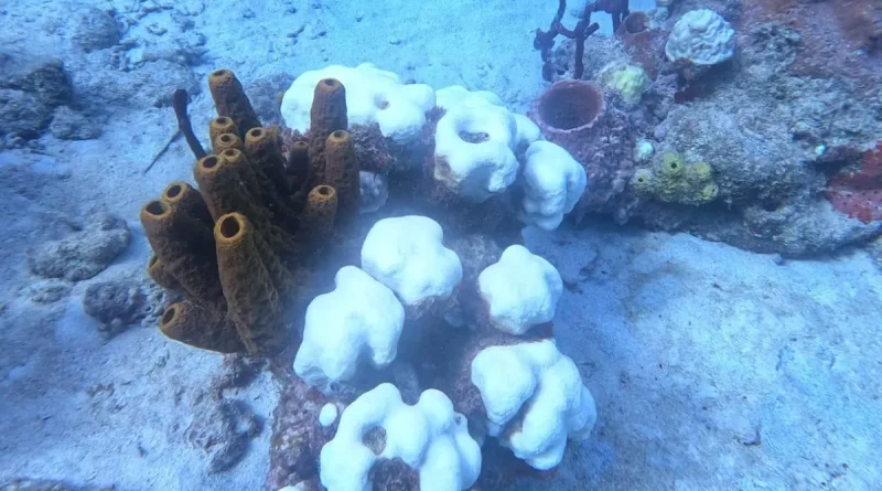 Déclin alarmant des récifs coralliens des Caraïbes selon un rapport scientifique