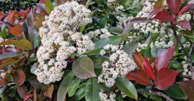 Décoratif, utilitaire et essentiel pour la biodiversité on pense aux haies - ICI