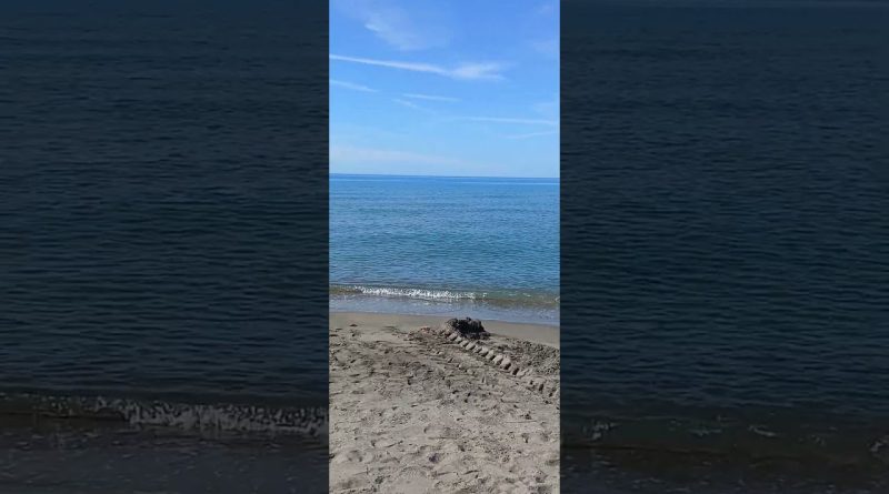 Découverte des Mers : Écosystèmes et Biodiversité