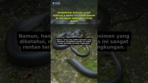 Découverte d'une nouvelle espèce de serpent : Lycodon Irwini !