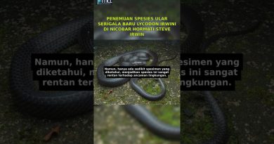 Découverte d'une nouvelle espèce de serpent : Lycodon Irwini !