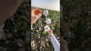 Découvrez le coton 🌱 en moins d'une minute !
