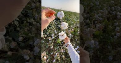 Découvrez le coton 🌱 en moins d'une minute !