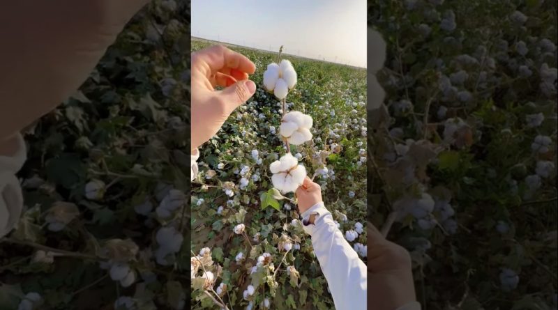 Découvrez le coton 🌱 en moins d'une minute !