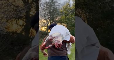 Délicieux ragoût de bélier : une recette savoureuse