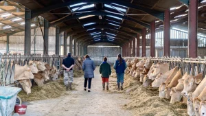 Dermatose nodulaire contagieuse : jusqu’à un million de bovins bientôt vaccinés, annonce Annie Genevard