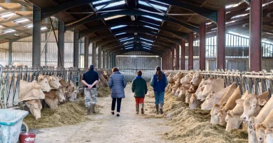 Dermatose nodulaire contagieuse : jusqu’à un million de bovins bientôt vaccinés, annonce Annie Genevard