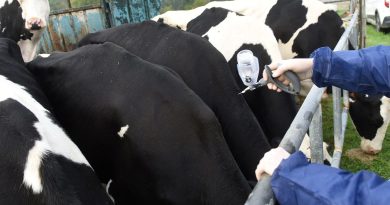 Dermatose nodulaire : premier foyer identifié en Ariège