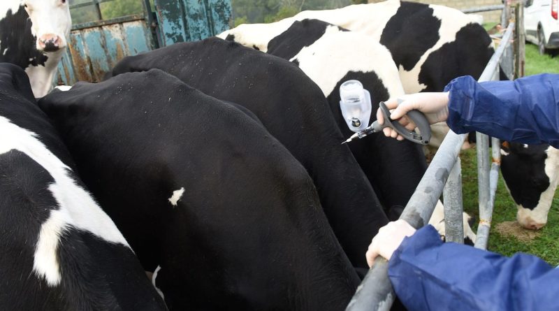 Dermatose nodulaire : premier foyer identifié en Ariège