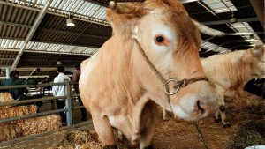 Dermatose nodulaire : un nouveau foyer confirmé au sud de la Haute-Garonne, le site bouclé par les forces de l’ordre