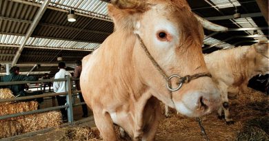 Dermatose nodulaire : un nouveau foyer confirmé au sud de la Haute-Garonne, le site bouclé par les forces de l’ordre
