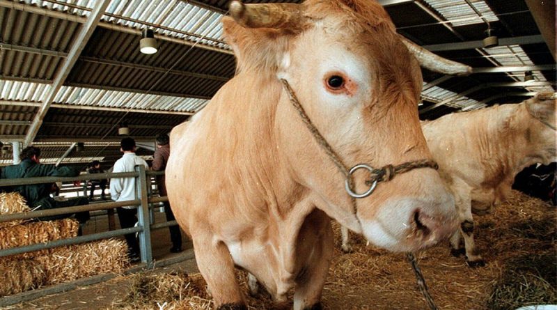 Dermatose nodulaire : un nouveau foyer confirmé au sud de la Haute-Garonne, le site bouclé par les forces de l’ordre