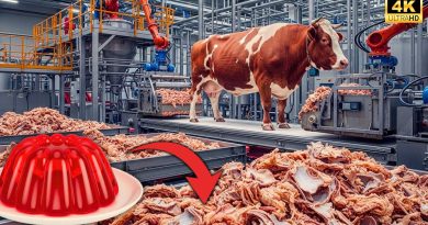 Des Matières Premières Animales à la Gélatine Colorée et Savoureuse