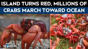 Des millions de crabes rouges migrent vers l'océan à Christmas Island