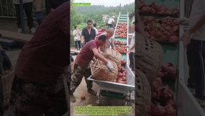 Des vergers au camion : la rapide chaîne des pommes