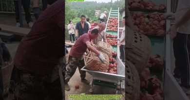 Des vergers au camion : la rapide chaîne des pommes