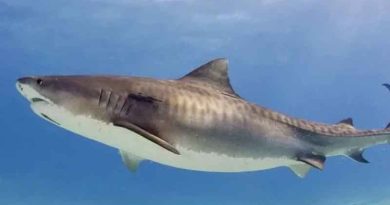 Deux attaques de requins en deux jours à Nouville, la mairie appelle à la vigilance